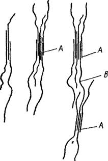 Внутренняя структура волокон — ламели, фибриллы