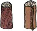Пороки древесины ствола