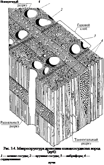 Подпись: Поперечный 1 Рис. 3.4. Микроструктура древесины кольцесосудистых пород (дуб): 1 — мелкие сосуды; 2 — крупные сосуды; 3 — либриформ; 4 — сердцевинные лучи 