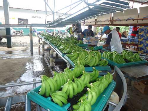 Бананы оптом из Эквадора