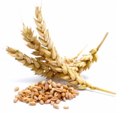 Как сохранить и прибыльно реализовать сбор собранных зерновых?