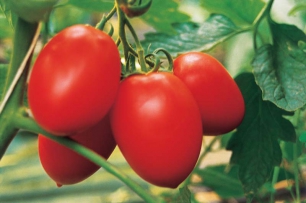 Самые пользующиеся популярностью семечки томатов оптом. Какие семечки брать, чтоб оставаться на пике продаж?