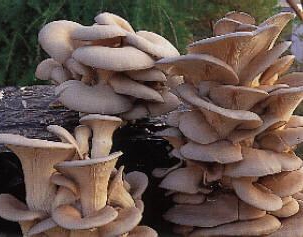 Вешенка — ценный съедобный гриб с лечебными качествами