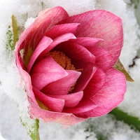 Морозник - растение, которое дает предпочтение зиме и морозу!