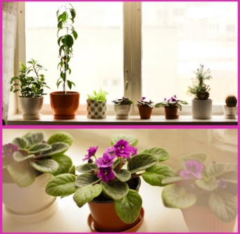 Создадим дом зеленоватым и расцветающим, либо как верно избрать комнатное растение?