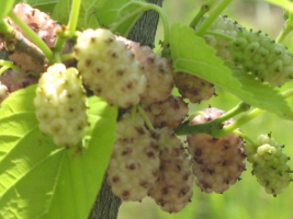 Лечебные характеристики плодовых шелковицы - самой сладостной ягоды Украины