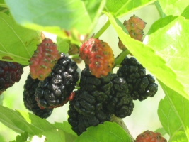 Лечебные характеристики плодовых шелковицы - самой сладостной ягоды Украины