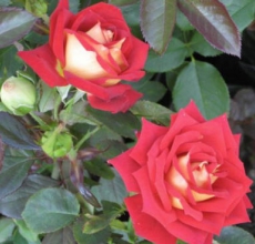 Чайные розы - жемчужины Вашего сада