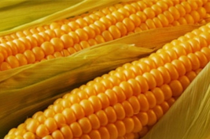 Подготовка к посевной. Как верно избрать семечки кукурузы