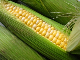 Подготовка к посевной. Как верно избрать семечки кукурузы
