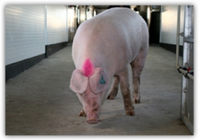 Продажа свиней живым весом: селекционные породы, хорошее размножение, доступная стоимость ...