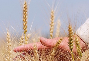 Рекордные урожаи озимой пшеницы. Как посеешь, так и заработаешь!