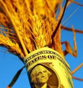 Рекордные урожаи озимой пшеницы. Как посеешь, так и заработаешь!