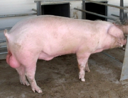 Самая высокопродуктивная порода свиней - Ландрас