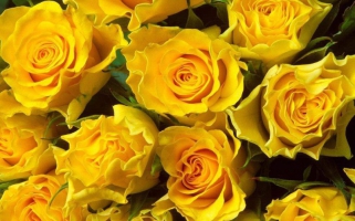 Розы по-нашему: где в Украине можно приобрести розы оптом?