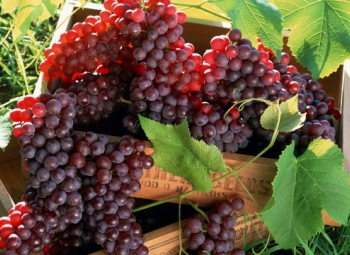 Сделайте наилучший виноградник с саженцами элитных видов винограда