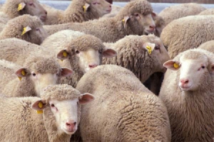 Продажа племенных овец: все секреты ферменного закулисья