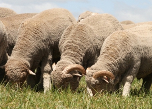 Разведение и продажа овец и баранов - прибыльно ли это?