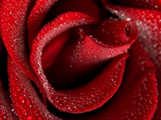 Самый очаровательный и капризный цветок в саду - роза. Избираем саженцы роз