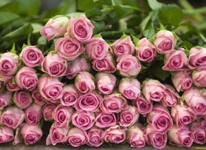 Самый очаровательный и капризный цветок в саду - роза. Избираем саженцы роз