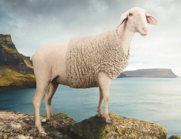 ?Уникальный природный материал для красы и здоровья - овечья шерсть мериноса