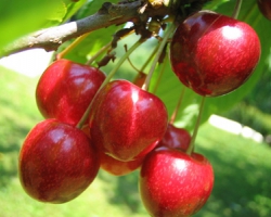 Здоровые и прочные саженцы плодовых деревьев — залог неплохого урожая фруктов и ягод!
