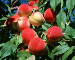 Здоровые и прочные саженцы плодовых деревьев — залог неплохого урожая фруктов и ягод!
