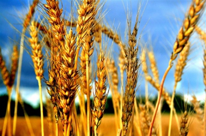 Египет отказался брать украинскую пшеницу