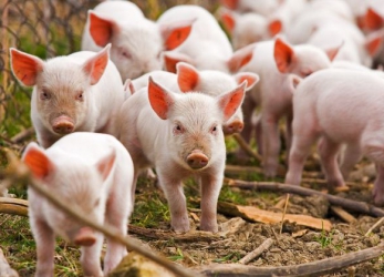 Стоимость на свинину повысится в мире