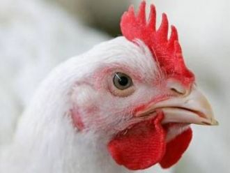 Украина будет создавать больше курятины
