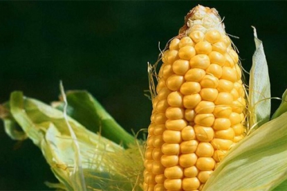 Украина накормит Китай кукурузой