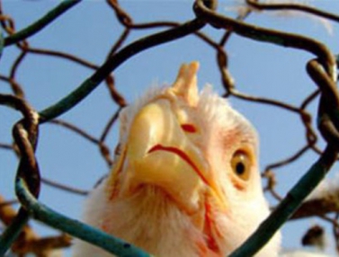Украина ввела запрет на польскую курятину