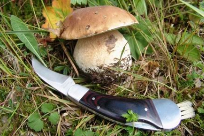 В Украине подешевели грибы