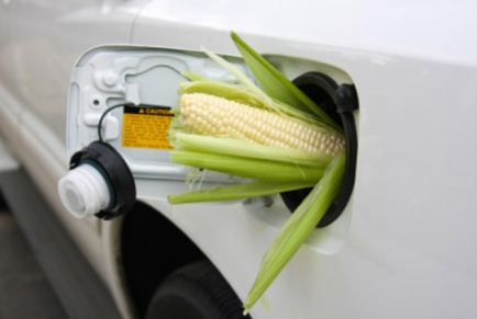 Создание биоэтанола создаст дополнительный спрос на кукурузу