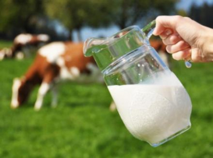 Сколько растеряла Украина от сокращения экспорта молочной продукции