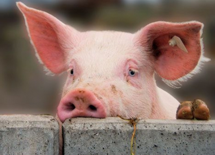 Украина подсела на бразильскую свинину