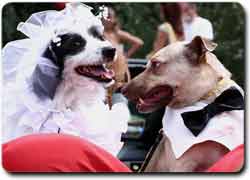 «Собачьи свадьбы» за средства