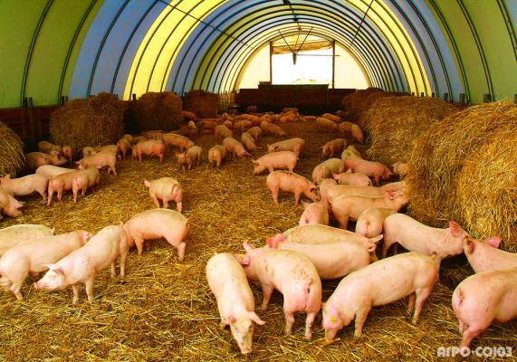Канадская разработка выкармливания свиней