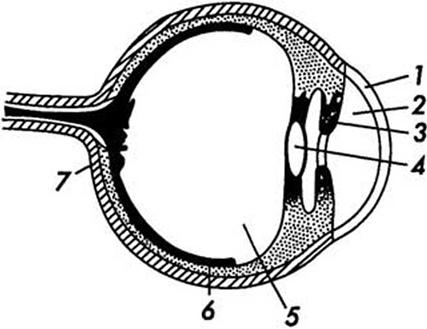 Особенности глаза как приемника излучения Общие сведения о зрительном аппарате