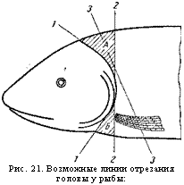 подпись: 
рис. 21. возможные линии отрезания головы у рыбы:
