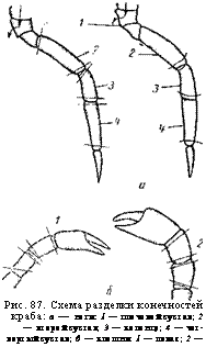 подпись: 
рис. 87. схема разделки конечностей краба: а —- ноги: 1 — плечевой сустав; 2 — второй сустав; 3 — коленце; 4 — чет- вертый сустав; б — клешни: 1 — левая; 2 — правая.
