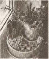 Мини-садики из домашних растений