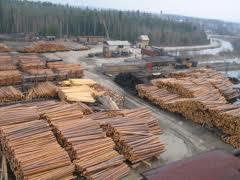 Лесозаготовка и обработка древесной породы