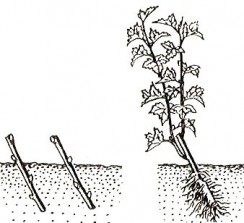 Выкармливание темной смородины черенками, также некие секреты увеличения урожайности