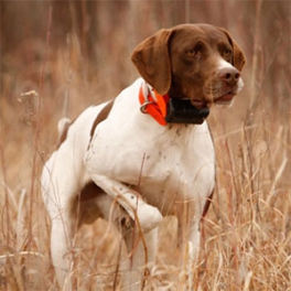 Бипер для собаки – неподменная вещь во время охоты с домашним питомцем