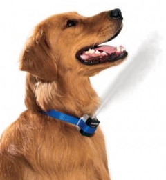 Электроошейник для собак: превратите собственного четырехногово хулигана в дисциплинированного умного пса