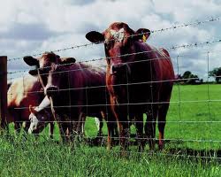Как достигнуть высочайшей производительности животноводческих хозяйств? Приобрести электропастух!