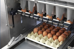Оборудование для сортировки яиц от Sime-Tek - выбор продвинутых и заботливых владельцев!