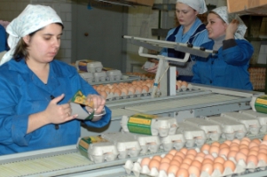 Оборудование для сортировки яиц от Sime-Tek - выбор продвинутых и заботливых владельцев!