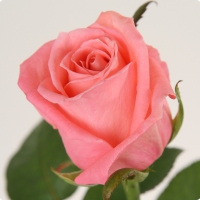 Оптовая продажа роз. Дайте шанс ликовать божественной красе...